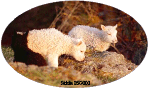 Lamb at the Iron Age Farm